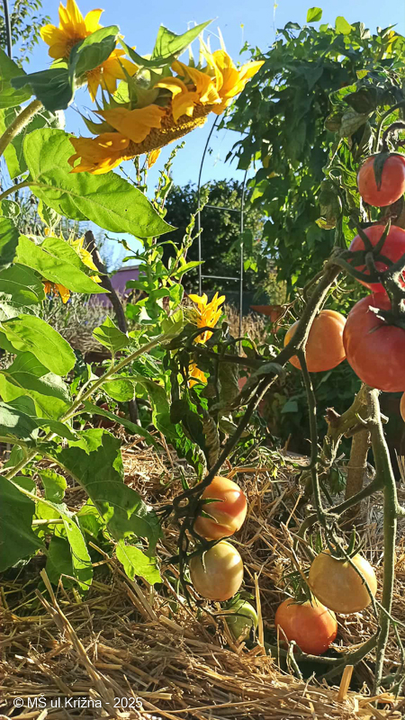 Číslo fotografie je 78293DFF8204